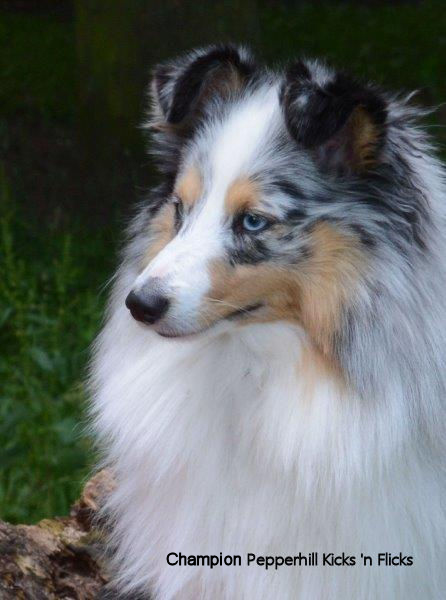 shelties for sale